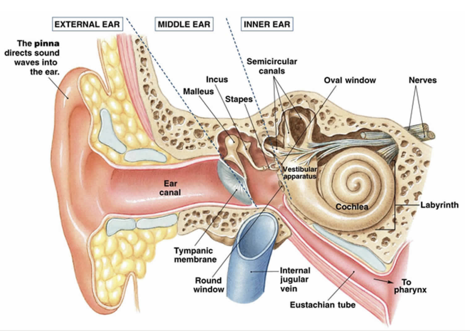 TWIL #29: From Nauseous Coasters to Transforming Fish